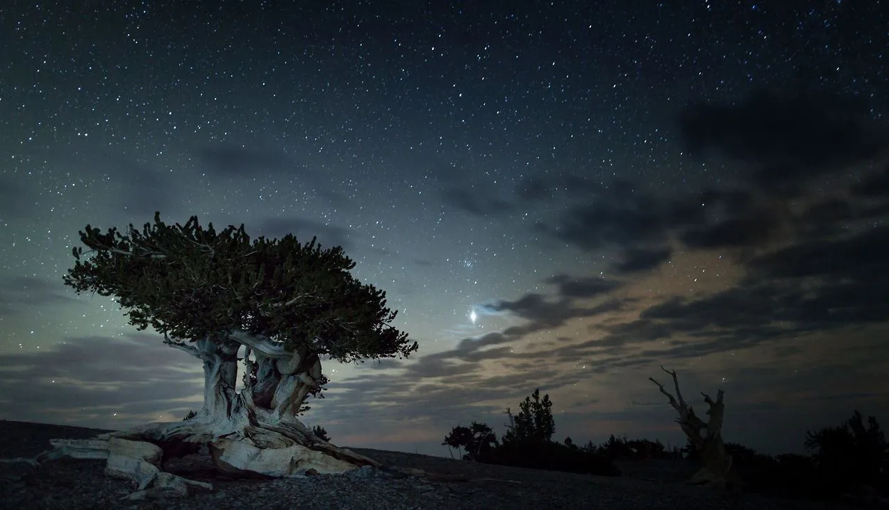Stars emerge in the night sky above an ancient Bristlecone pine tree in this twilight view at Great Basin National Park, Nevada. Keywords: great basin national park; grba; national park; nps; national park service; night sky; night skies; sky; night; stars; starry night; starfilled night; starry vie. Dark sky trip case studies itinerary: two Great Basin nights