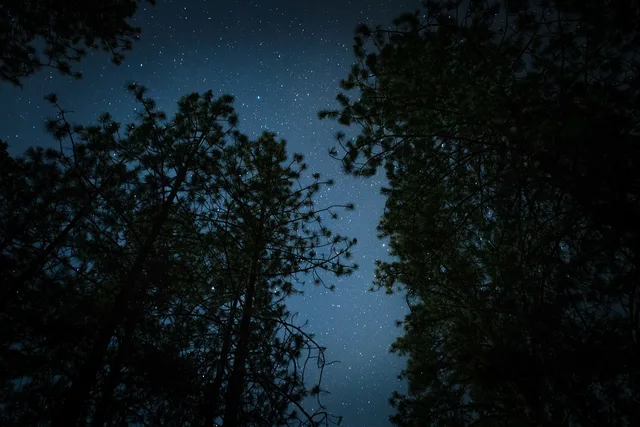dark, night, stars, trees, stargazing, camping, woods, nature, black tree, black camping. Buyer's checklist for dark sky trip case studies companies: where a guide genuinely cannot help